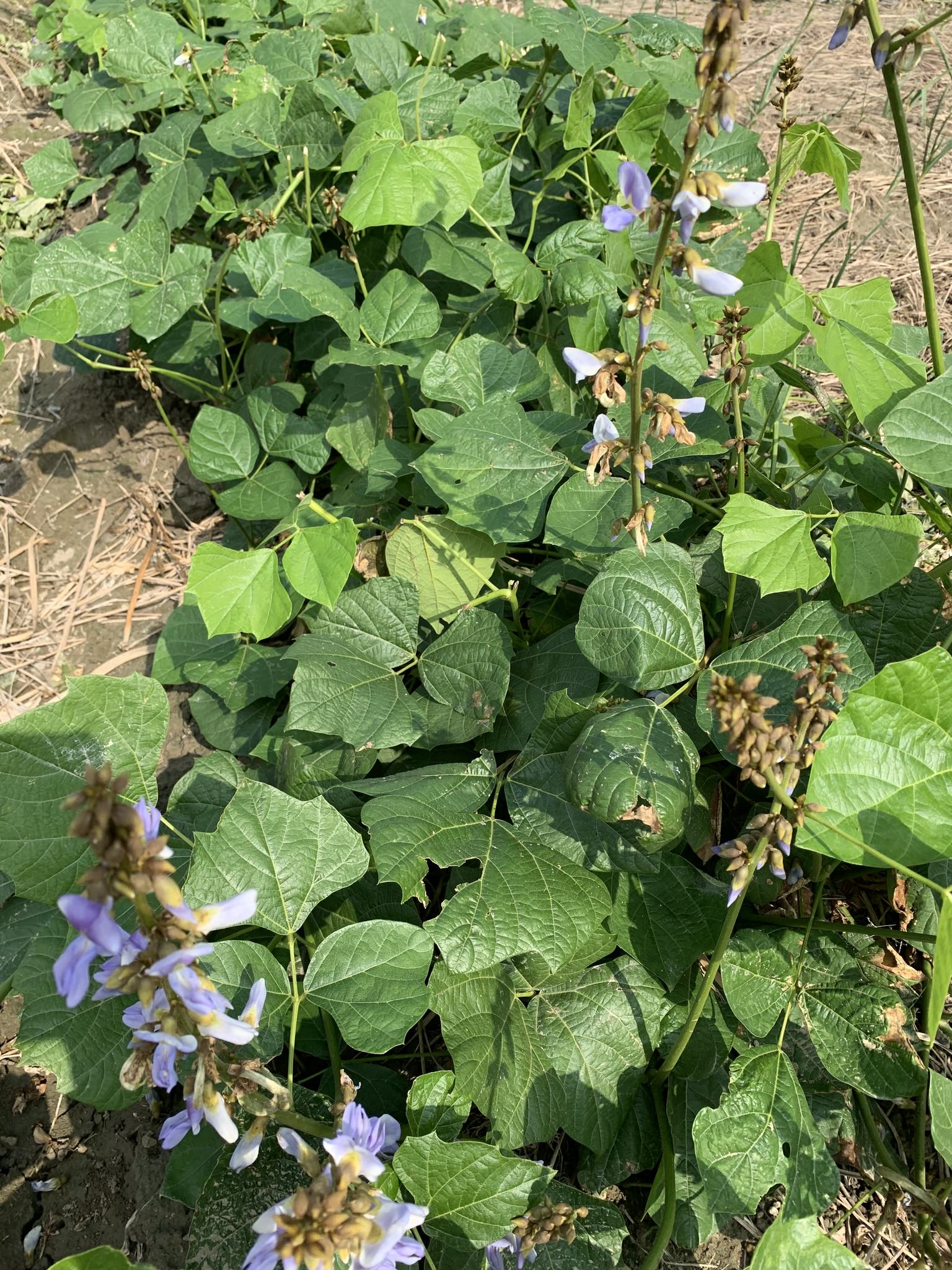 Pachyrhizus tuberosus